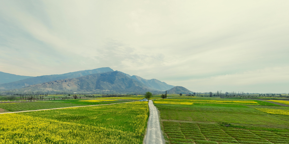 Kashmir